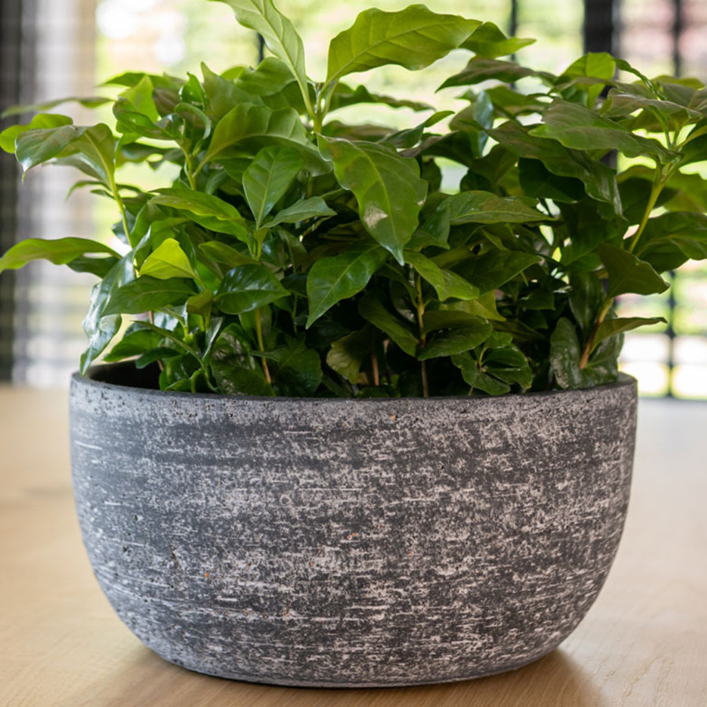 Cas Plant Bowl - Anthracite