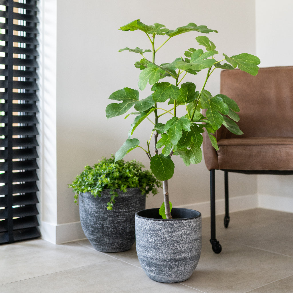 Cas Plant Pots - Anthracite & Fig With Chair In Background