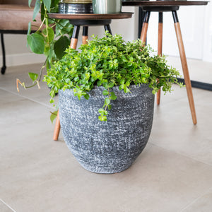 Cas Plant Pot - Anthracite & Trailing Indoor Plant