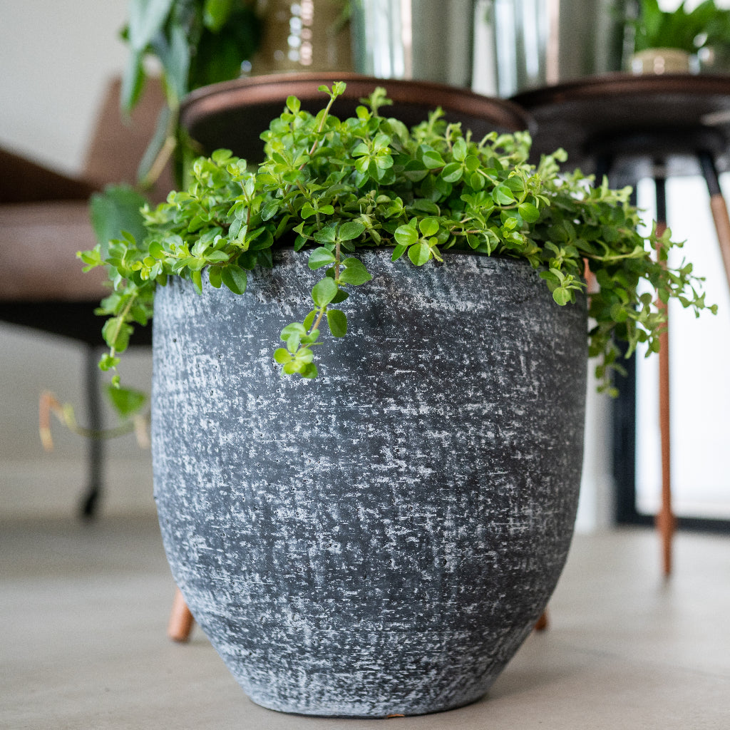 Cas Plant Pot - Anthracite With Trailing Houseplant