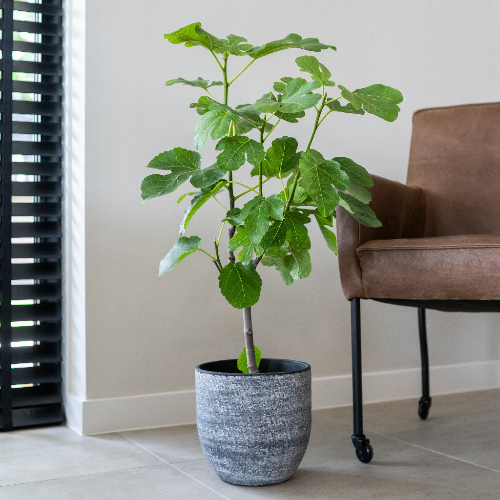 Cas Plant Pot - Anthracite With Fig