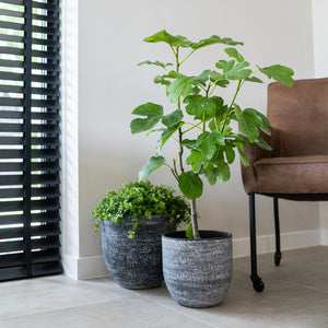 Cas Plant Pot - Anthracite With Houseplants