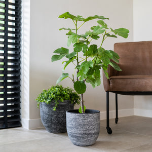 Cas Plant Pot - Anthracite With Tall Houseplants