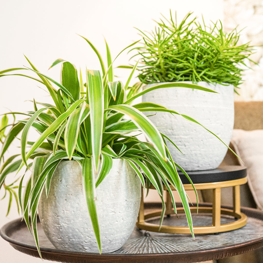 Cas Plant Pot - Cool Grey