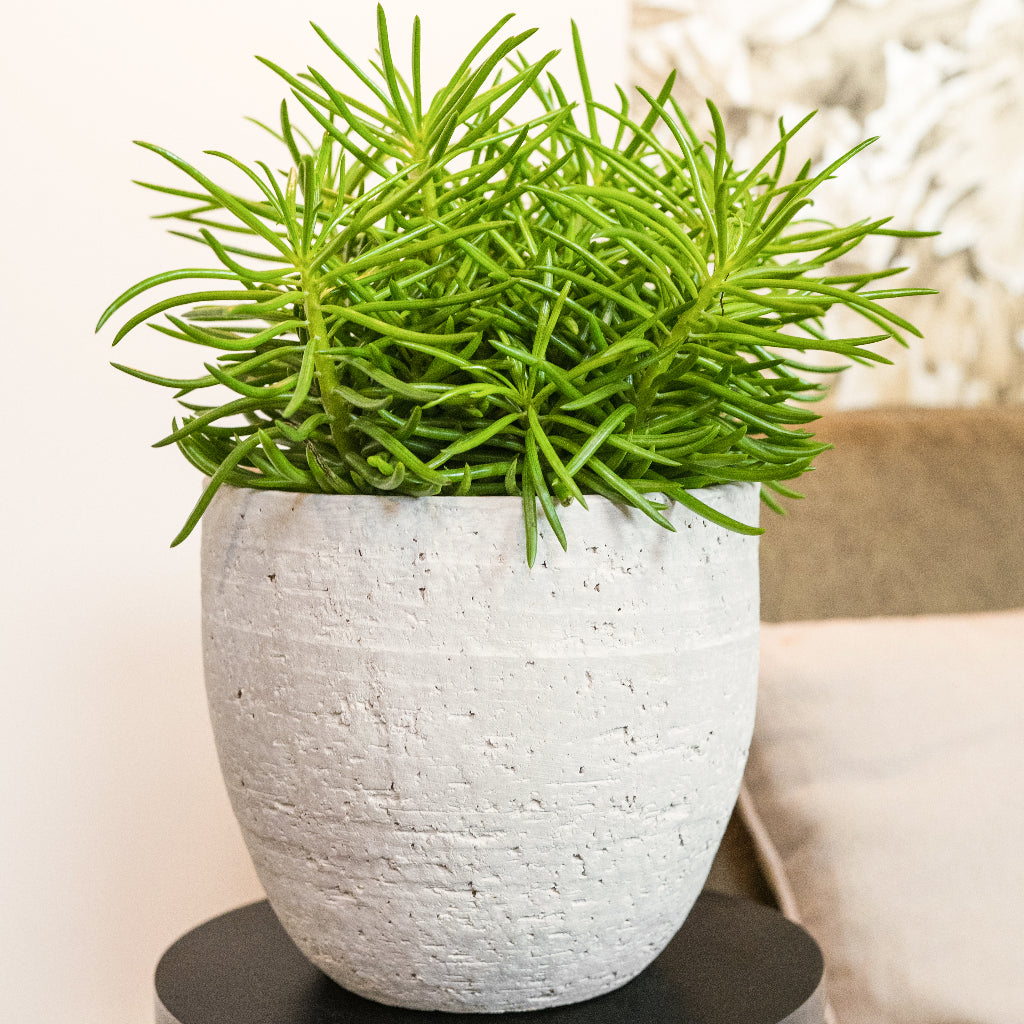 Cas Plant Pot - Cool Grey & Himalaya Groundsel