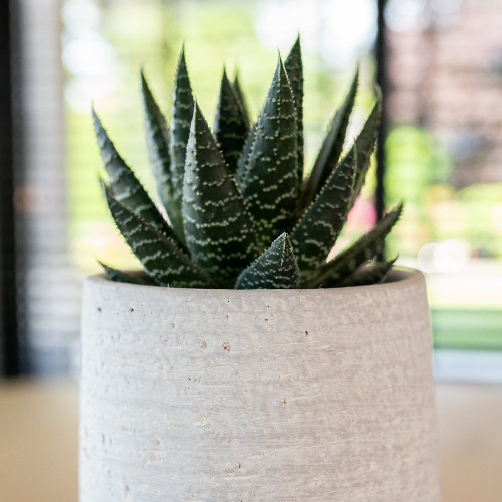 Cas Plant Pot - Cool Grey - Quality Plant Pots | Hortology - HORTOLOGY