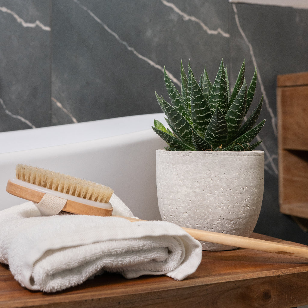 Cas Plant Pot - Cool Grey & Howorthia Houseplant in bathroom