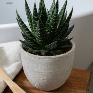 Cas Plant Pot - Cool Grey & Aloe