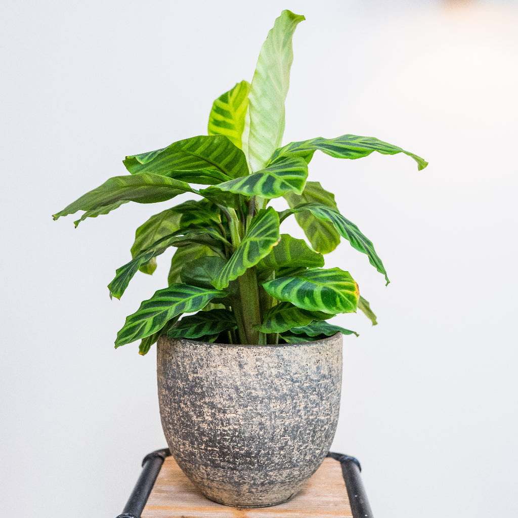 Cas Plant Pot - Sahara & Calathea Zebrina