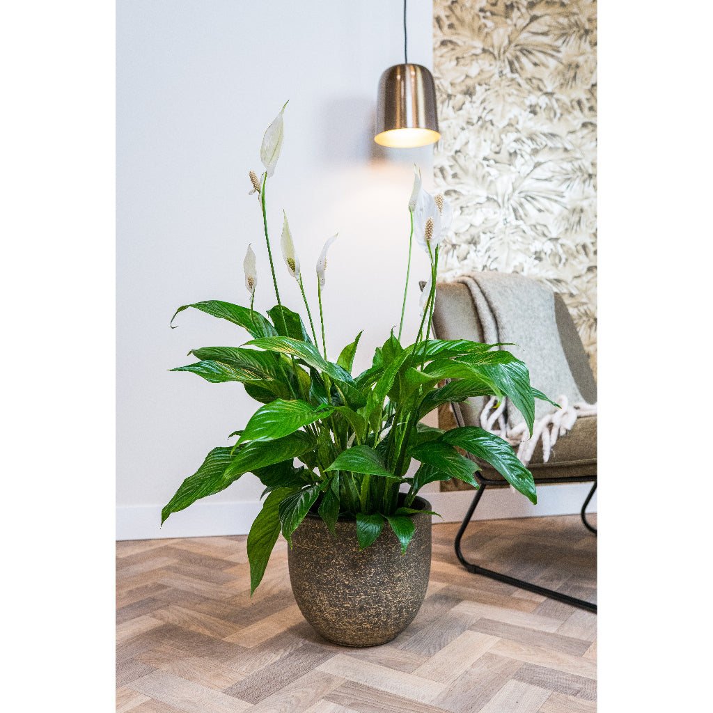 Cas Plant Pot - Sahara & Peace Lily