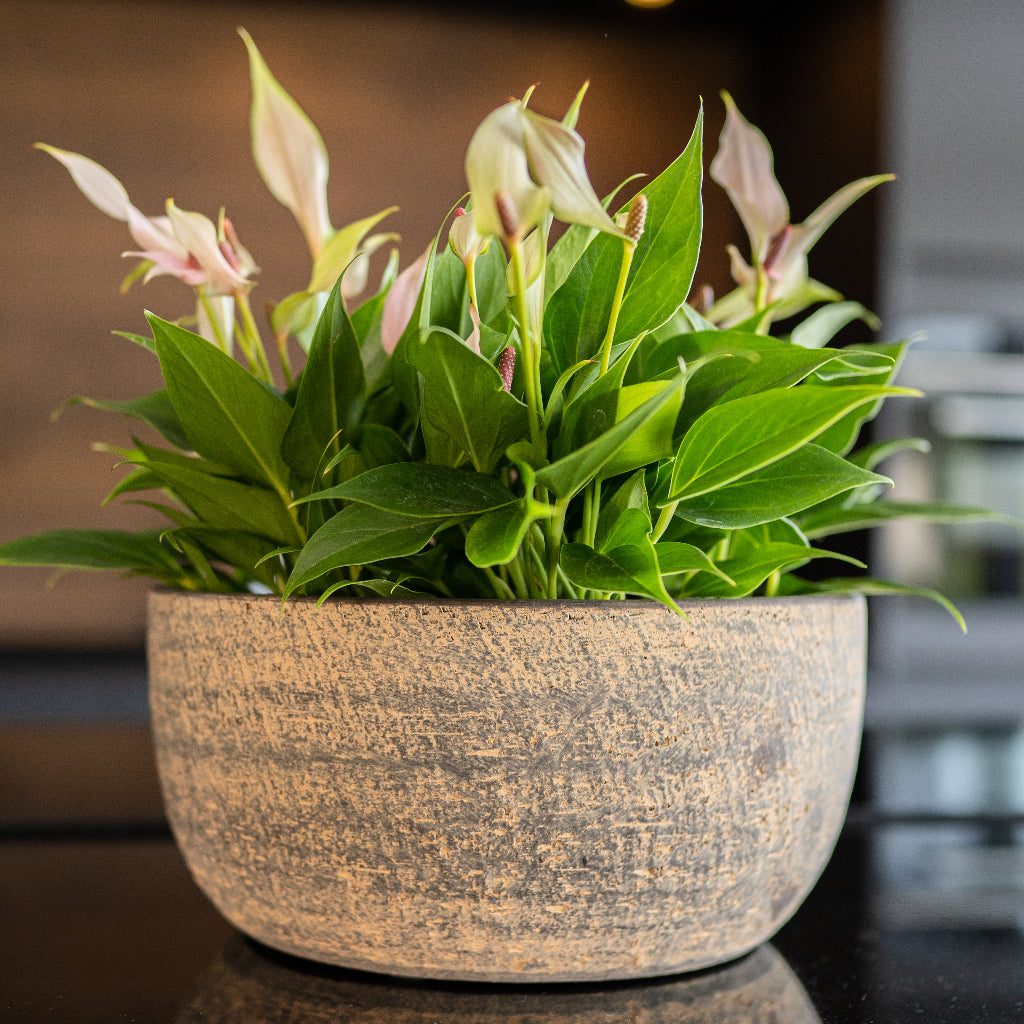 Cas Plant Bowl - Sahara & Bellini Peace Lily