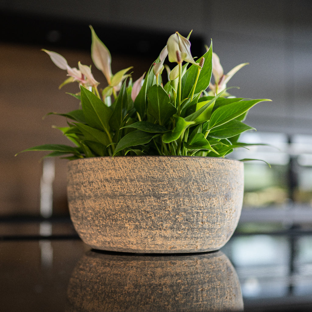 Cas Plant Bowl - Sahara & Small Peace Lily
