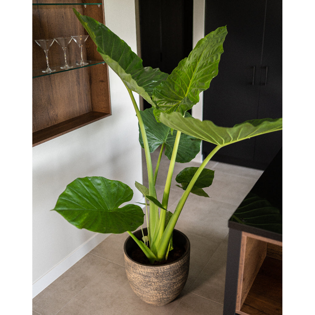Cas Plant Pot - Sahara & Indoor Plant
