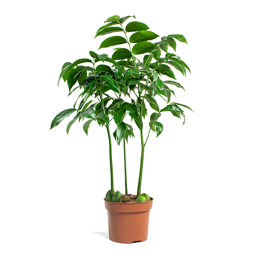 chestnut plant indoor Castanospermum australe - Moreton Bay Chestnut Houseplants | Hortology