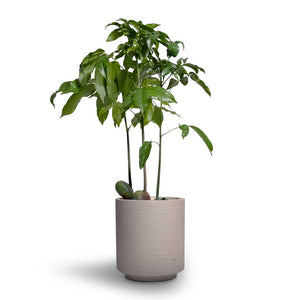 Castanospermum australe - Moreton Bay Chestnut & Suzi Plant Pot - Grey Washed