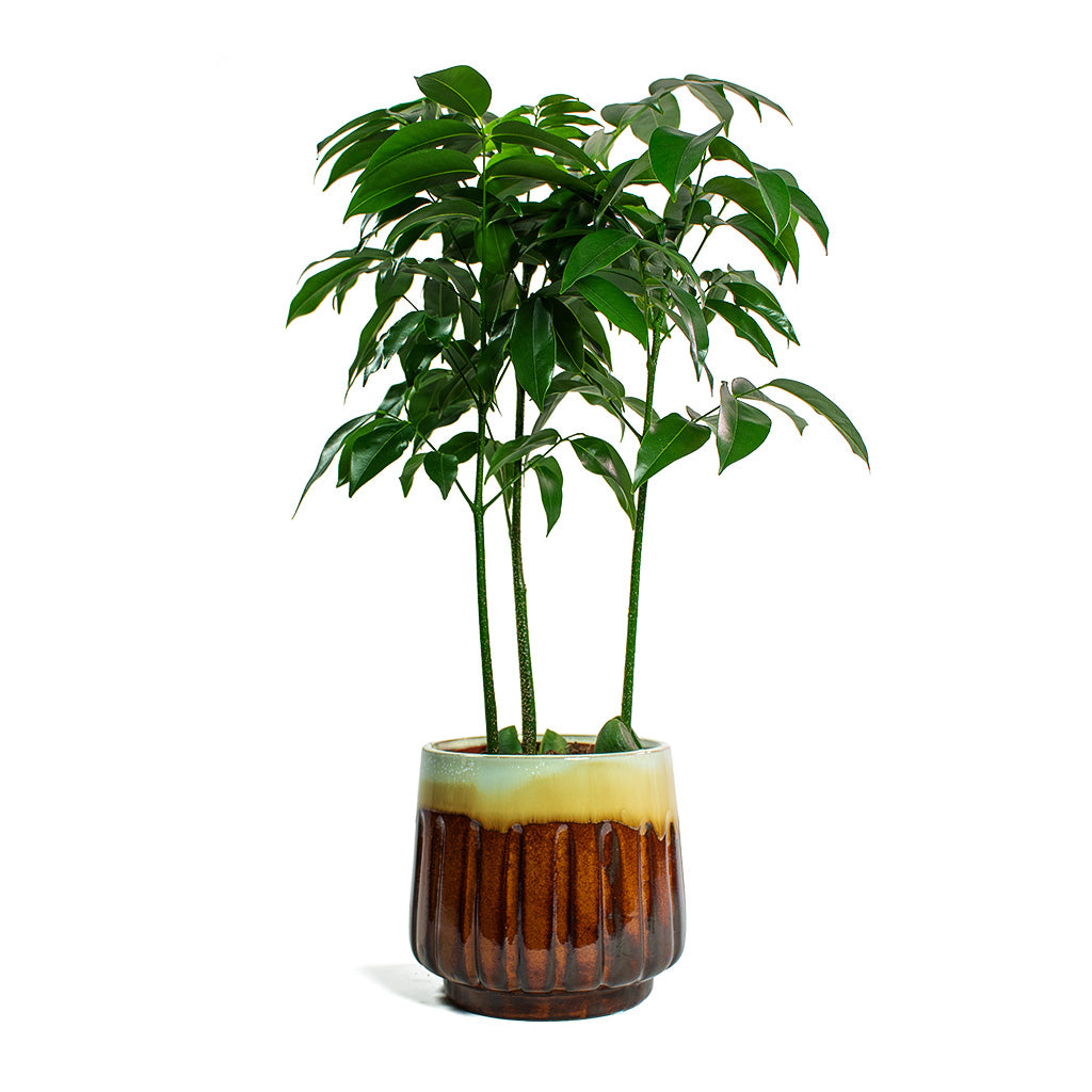 Castanospermum australe Moreton Bay Chestnut & Alice Plant Pot - Caramel