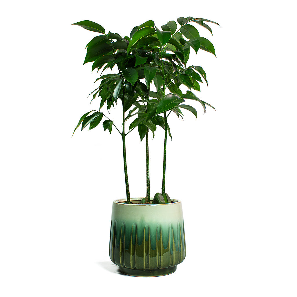 Castanospermum australe Moreton Bay Chestnut & Alice Plant Pot - Ocean