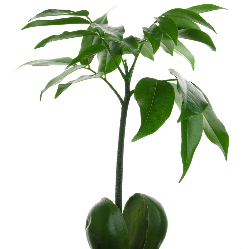 Castanospermum australe - Moreton Bay Chestnut & Hadleigh Plant Pot - Charcoal