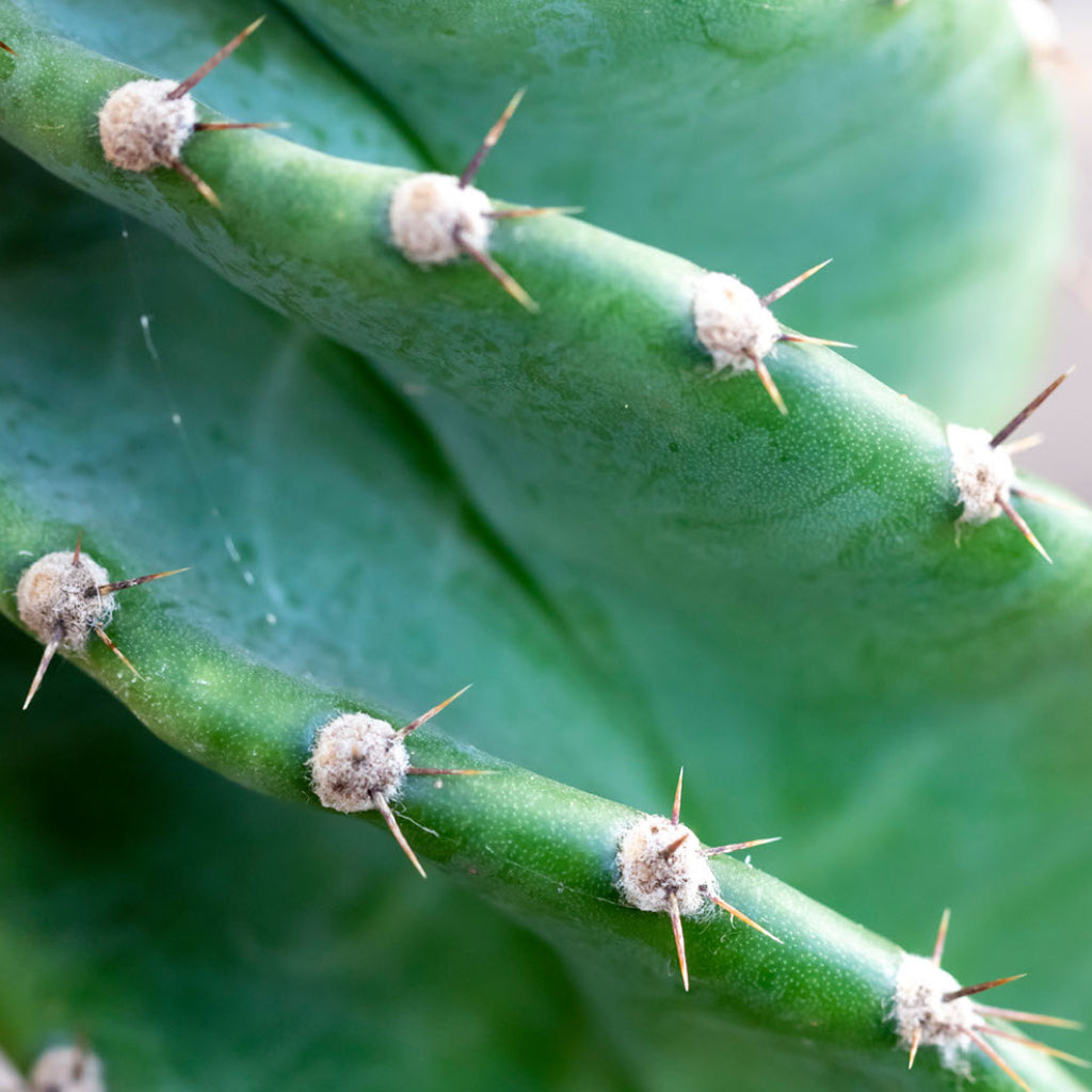 Cereus forbesii spiralis - Spiralled Cereus