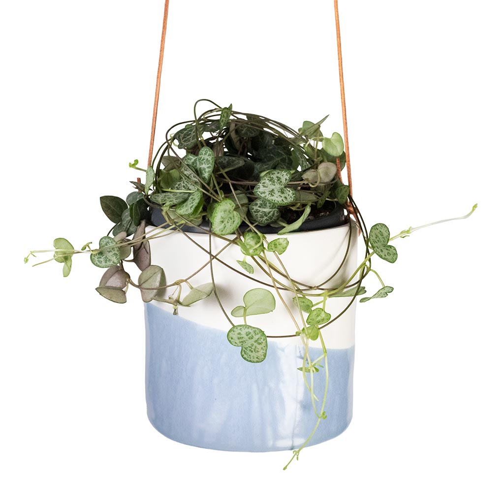 Ceropegia woodii - String of Hearts Houseplant & Dip Hanging Indoor Pot