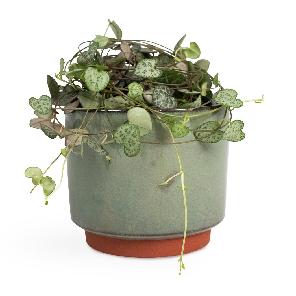 Ceropegia woodii - String of Hearts Houseplants & Malibu Plant Pot - Green