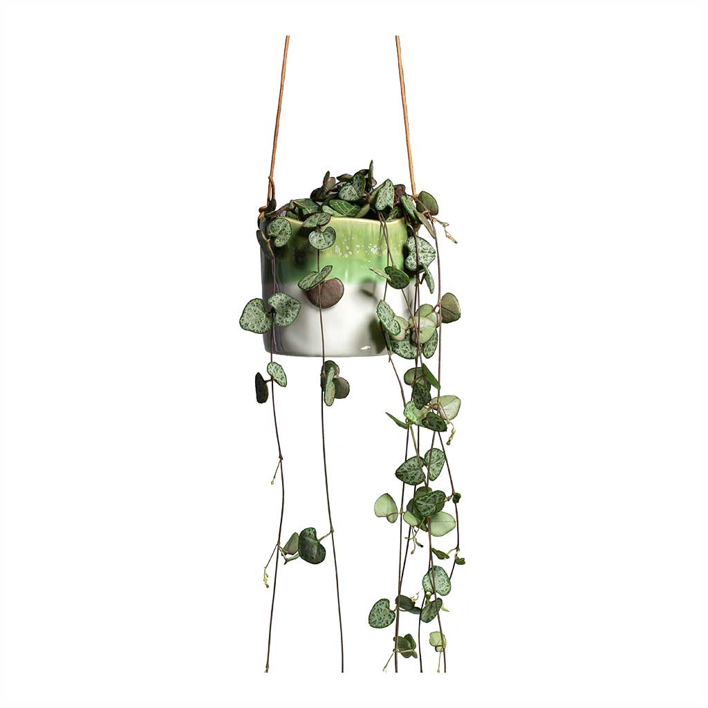 Ceropegia woodii String of Hearts & Wave Hanging Indoor Pot