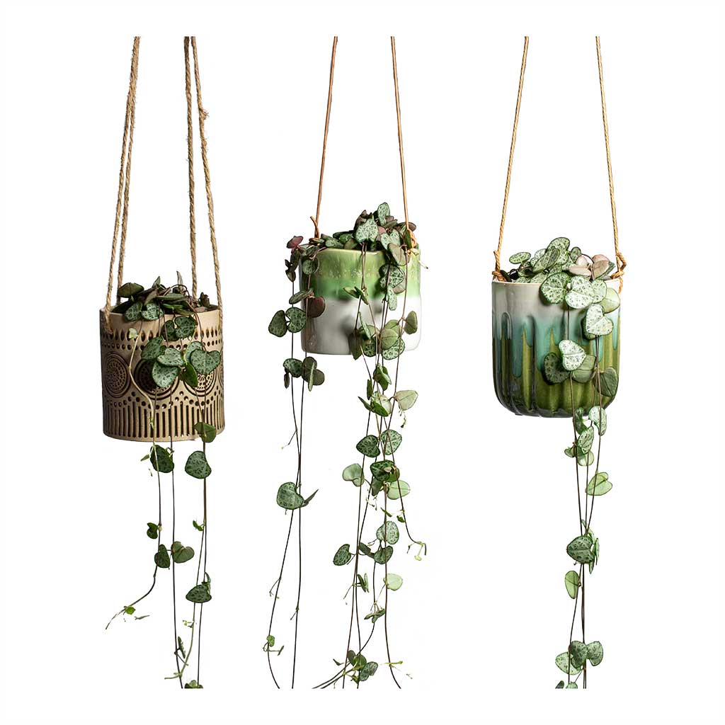 Ceropegia woodii String of Hearts in 3 hanging plant pots