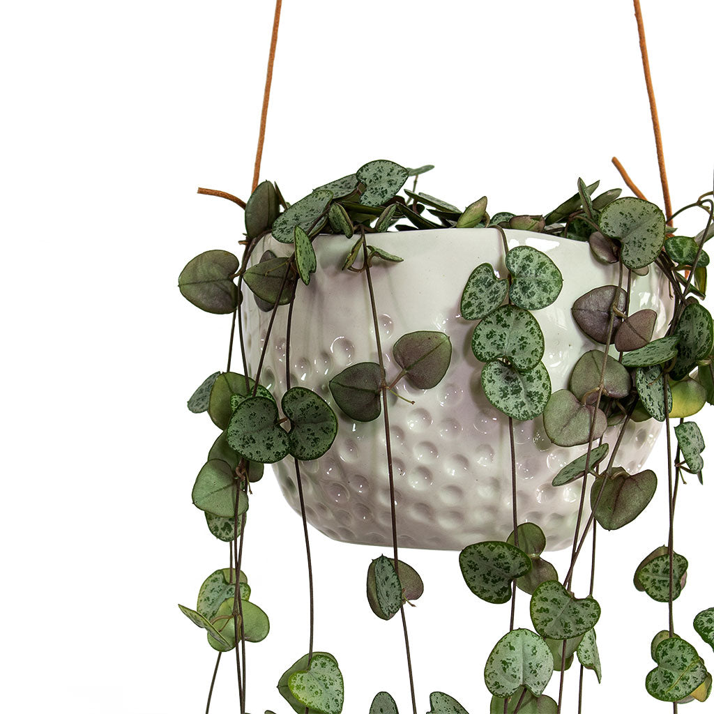 Dot Hanging Indoor Pots