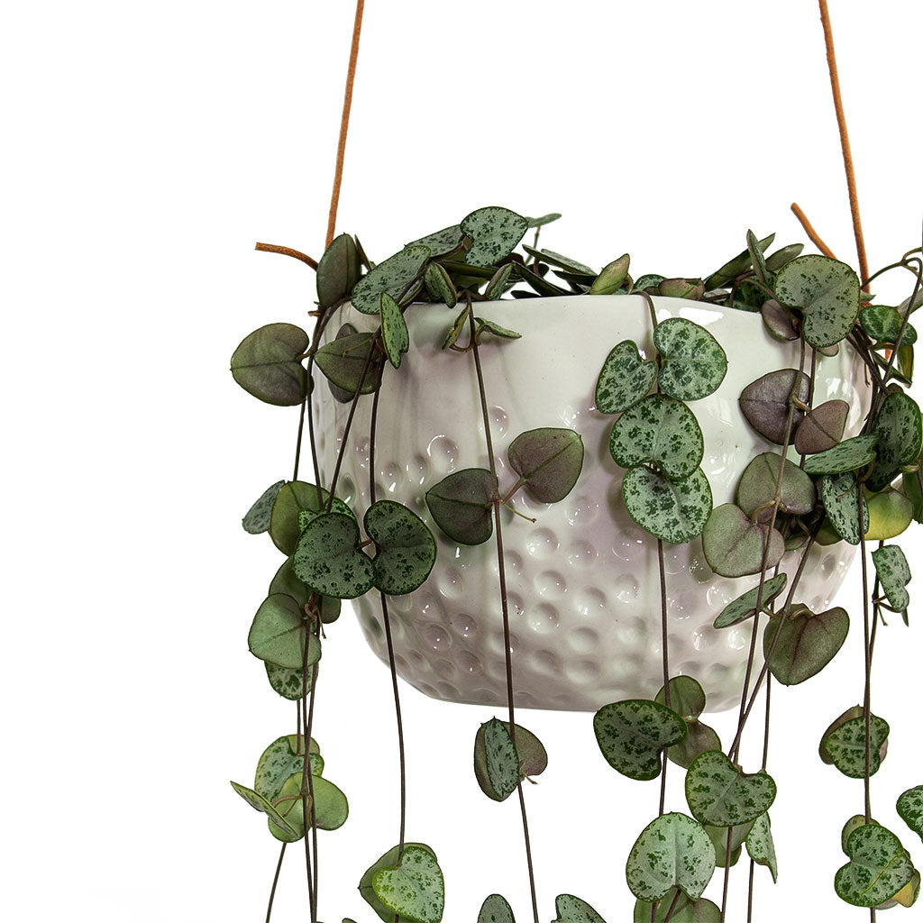 Ceropegia woodii String of Hearts with Dot Hanging Indoor Pot Close-Up