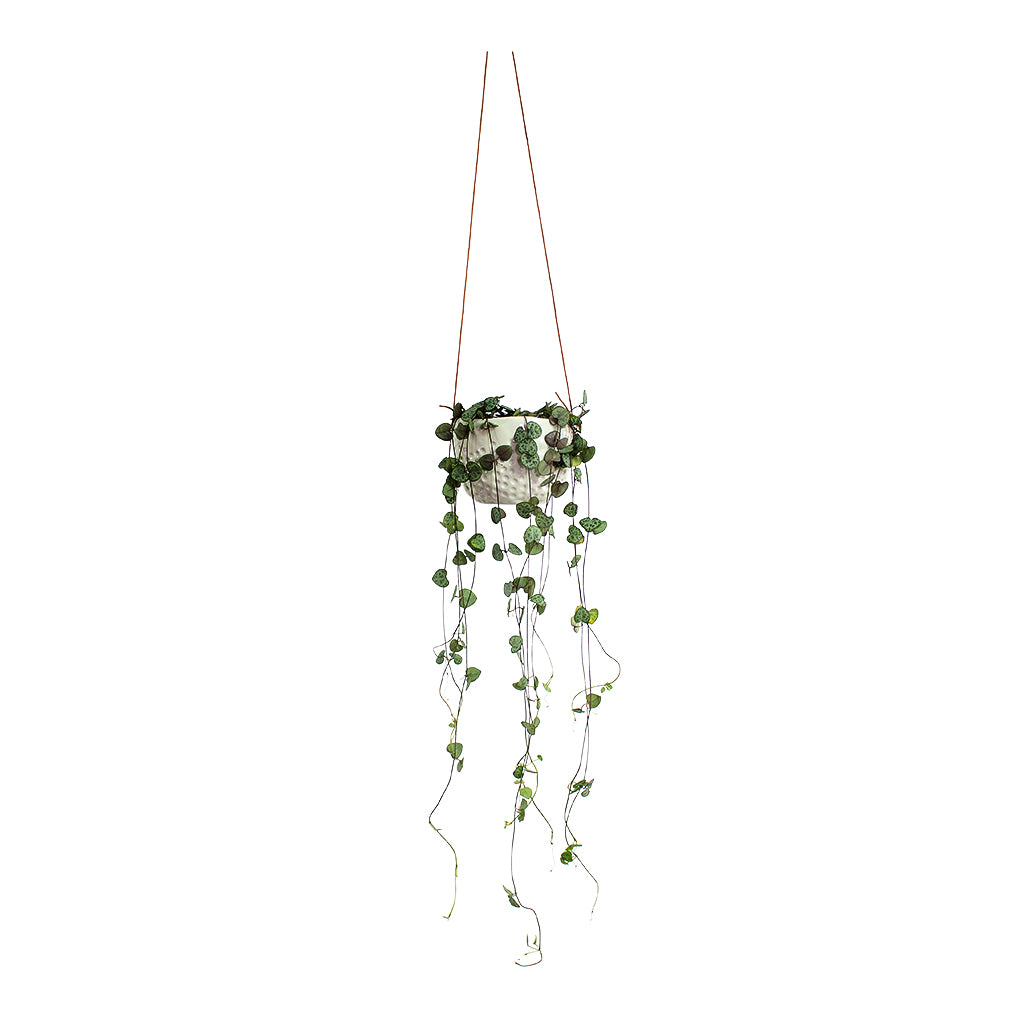 Ceropegia woodii String of Hearts with Dot Hanging Indoor Pot