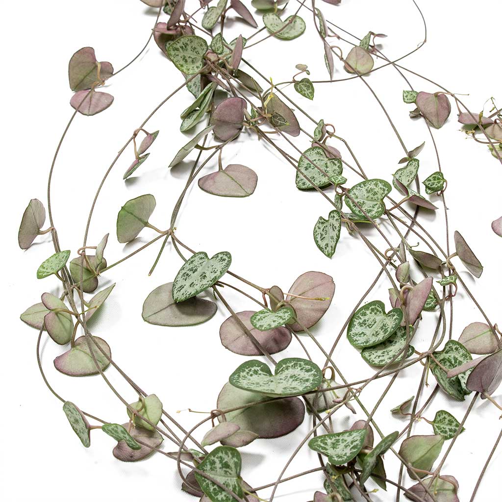 Ceropegia woodii - String of Hearts & Gradient Hanging Cocoon - Matt Grey