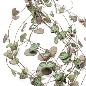 Ceropegia woodii - String of Hearts Trailing