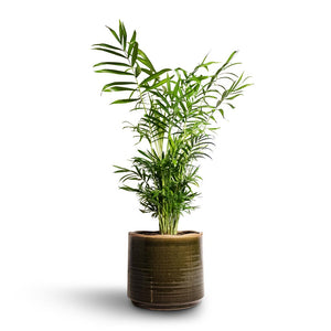 Chamaedorea elegans - Parlour Palm & Jordy Plant Pot - Forest Green