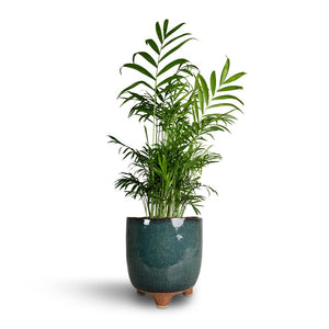 Chamaedorea elegans - Parlour Palm & Kaat Plant Pot - Petrol