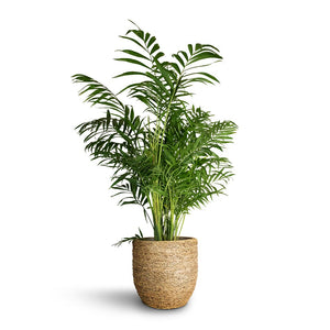 Chamaedorea elegans - Parlour Palm & Cody Plant Pot - Straw Grass