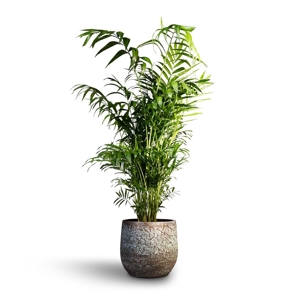 Chamaedorea elegans - Parlour Palm & evi bronze