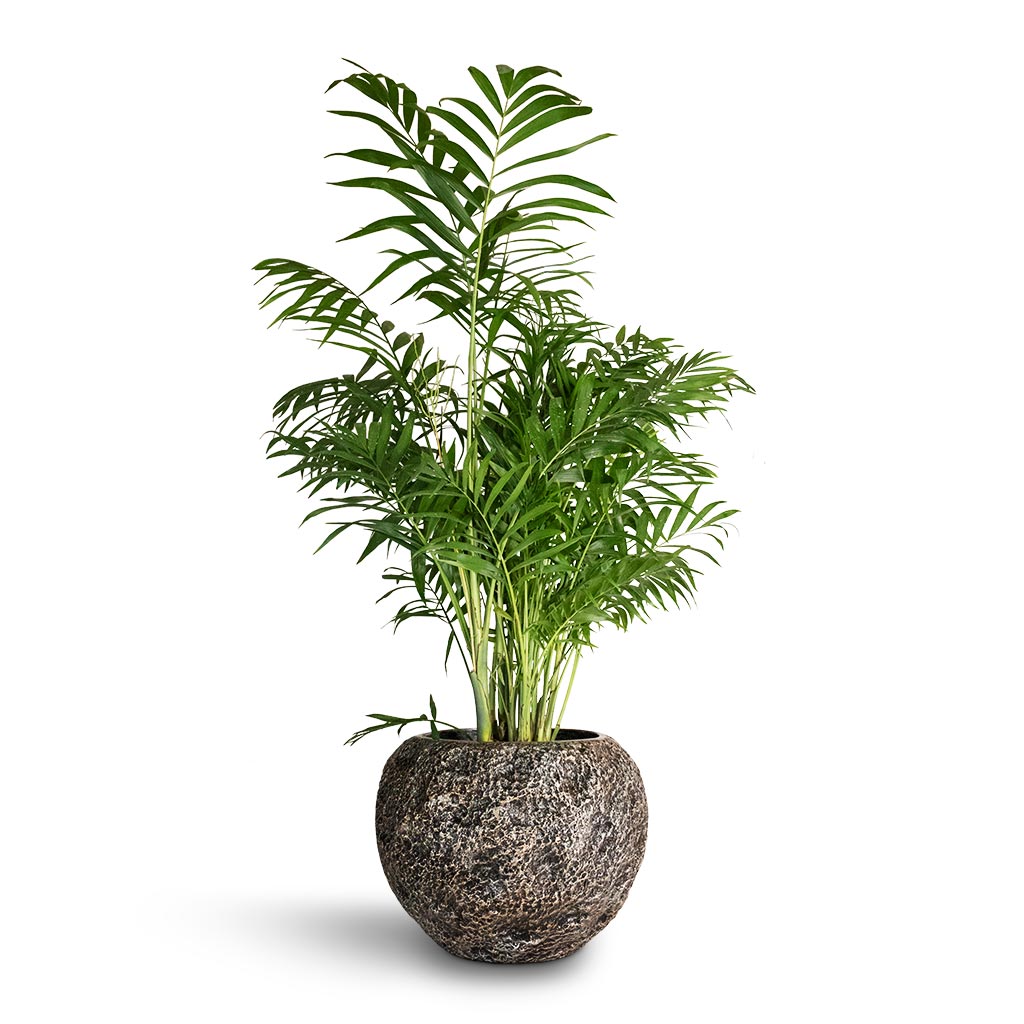 Chamaedorea elegans - Parlour Palm & Luxe Lite Moon Globe Planter - Bronze