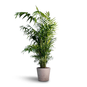 Chamaedorea elegans - Parlour Palm Indoor Plant & Mini Bucket Plant Pot - Grey Washed