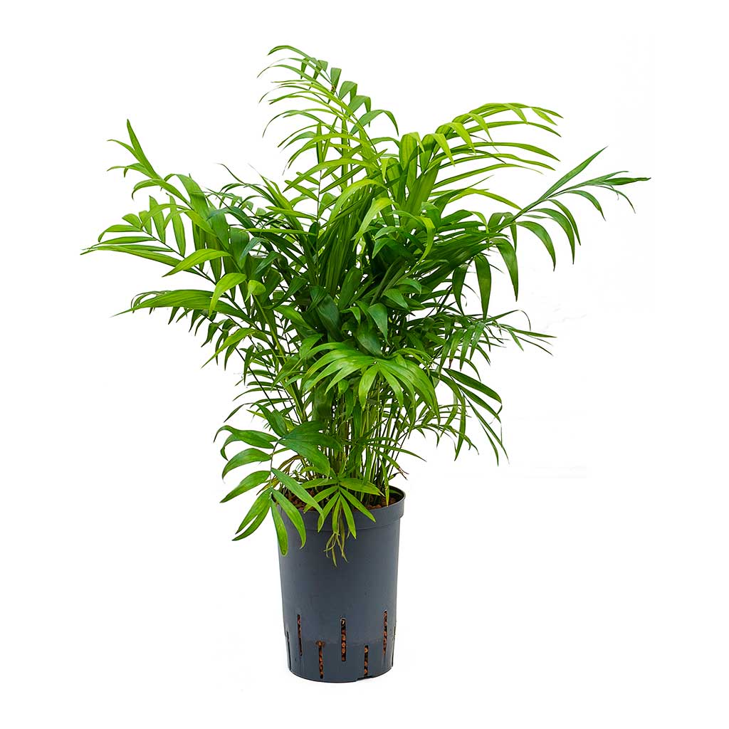 parlor palm hydroponic Chamaedorea elegans Parlour Palm - Easy Care Hydro Plants | Hortology