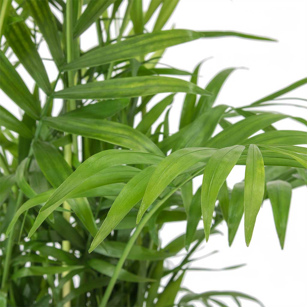 Chamaedorea elegans Parlour Palm In Leaf Pot Green