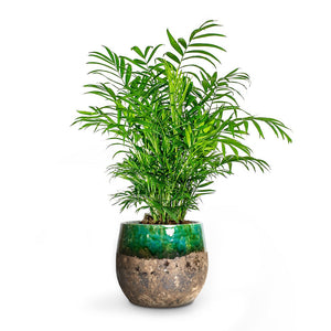 Chamaedorea elegans - Parlour Palm & lindy Plant Pot Green