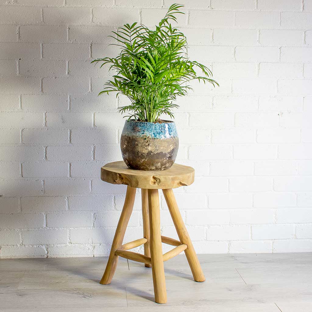 Chamaedorea elegans Parlour Palm & Lindy Plant Pot - Sky Blue