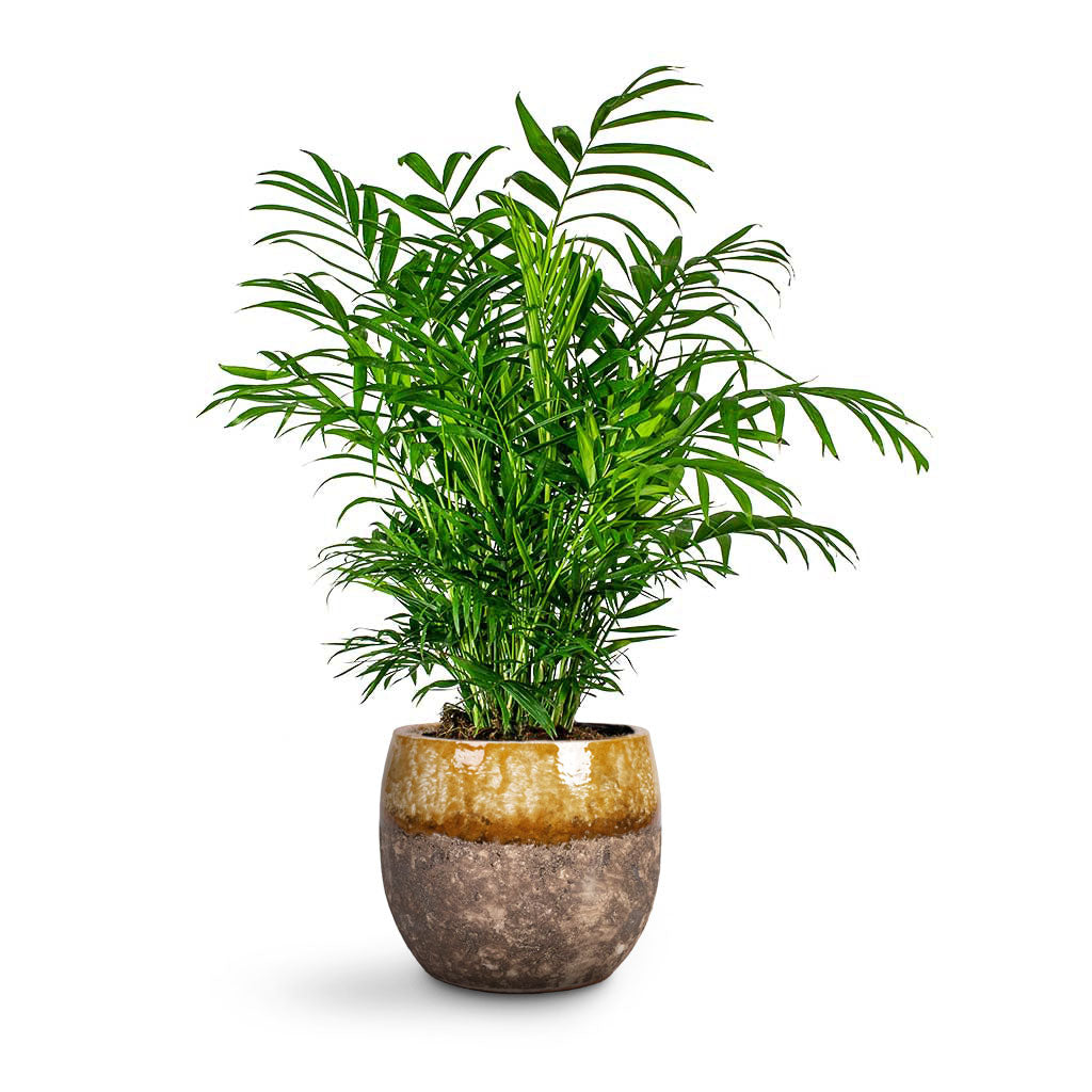 Chamaedorea elegans Parlour Palm & Lindy Plant Pot - Ochre