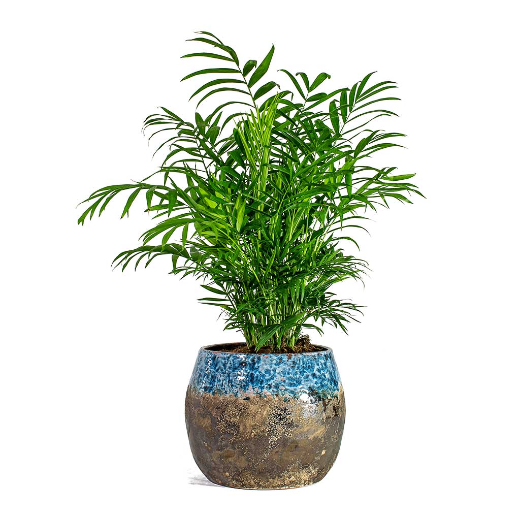 Chamaedorea elegans Parlour Palm & Lindy Plant Pot - Sky Blue