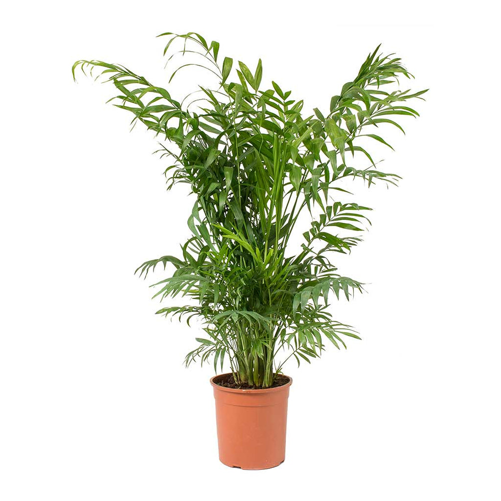 Chamaedorea elegans - Parlour Palm - Indoor Palms | Hortology - HORTOLOGY