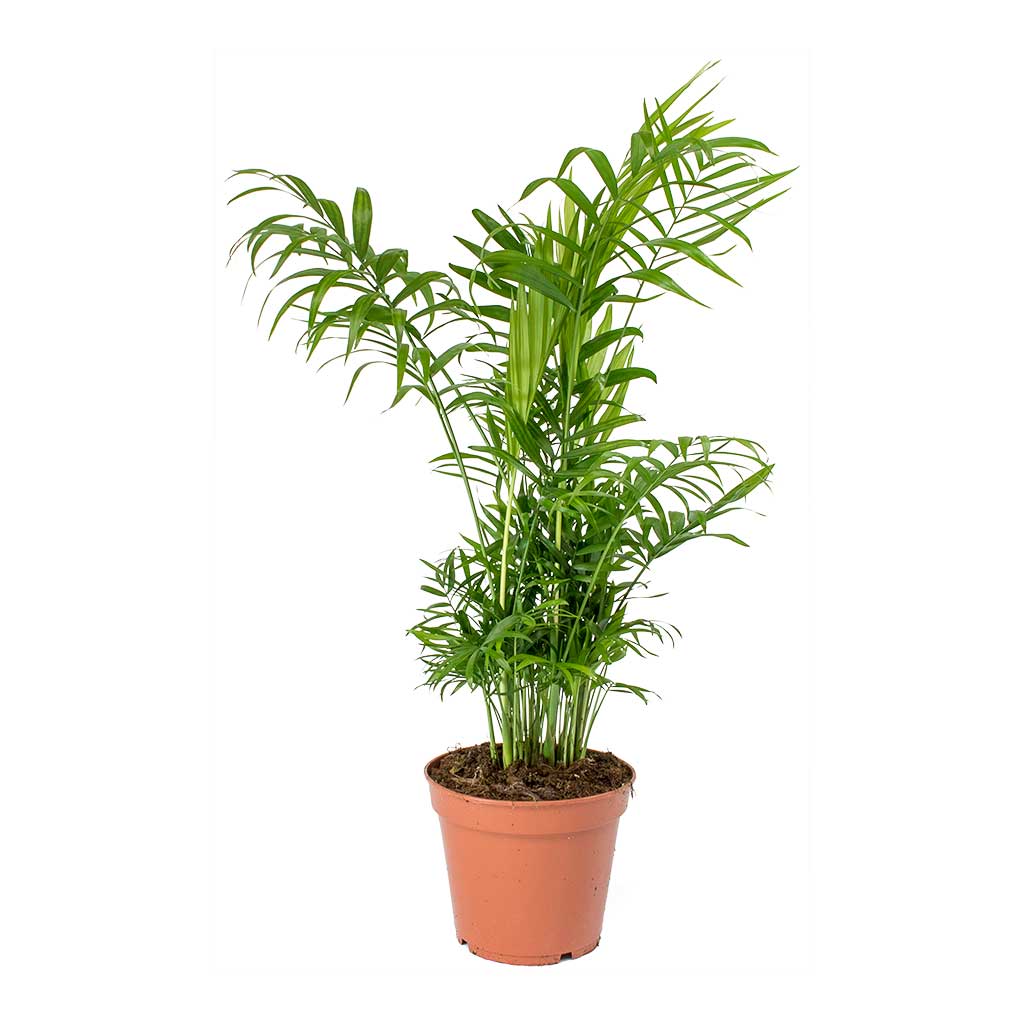 parlor palm humidity Chamaedorea elegans - Parlour Palm - Indoor Palms | Hortology