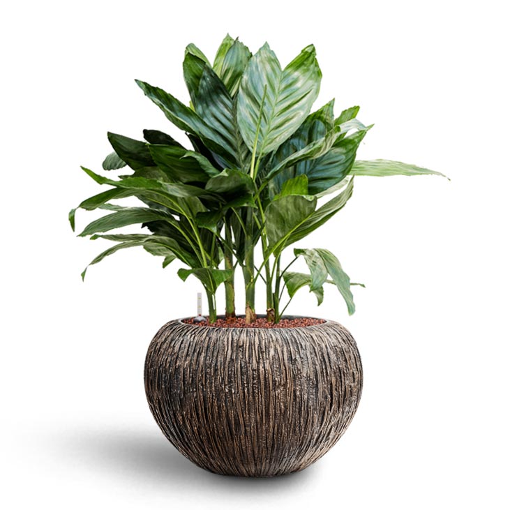 Chamaedorea metallica - Metallic Palm - Hydroculture Luxe Lite Waterfall Globe Planter - Bronze