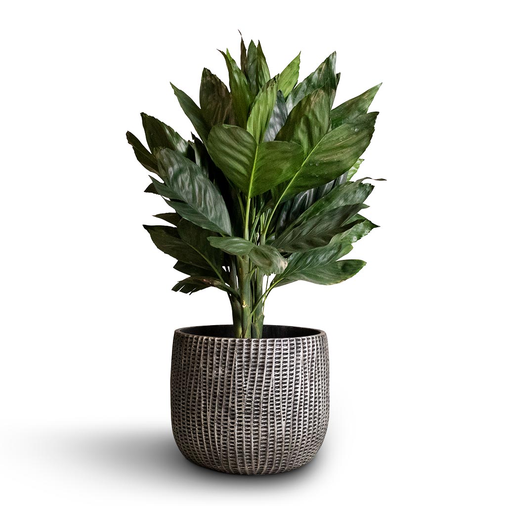 Chamaedorea metallica - Metallic Palm &amp; Feico Plant Pot - Metal Black