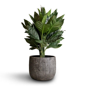 Chamaedorea metallica - Metallic Palm & Feico Plant Pot - Metal Black