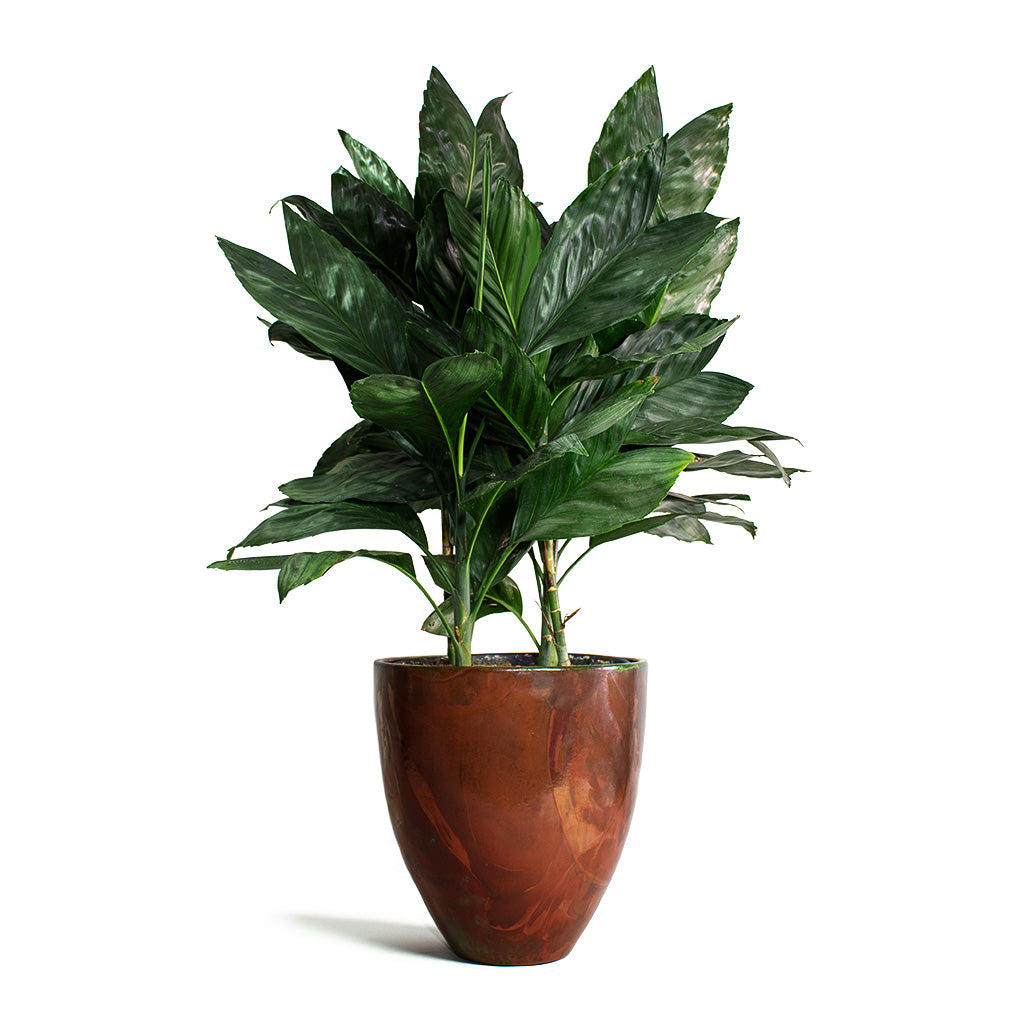 Chamaedorea metallica Metallic Palm with Livin Beauty Flowerpot Copper Matt Smooth